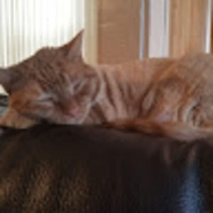 Meet your Posher, Jenny